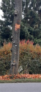 Foto: Beschädigter Straßenbaum  