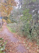 Foto: Zugewachsener Gehweg 