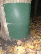 Foto: Rettung der Kiefer! 