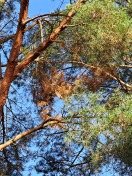 Foto: trockener Ast am Baum  