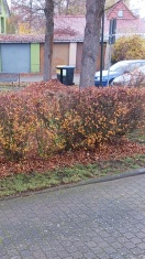 Foto: Laubentsorgung 