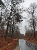 Foto: Großer Ast hängt über Straße  