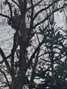 Foto: Tote herunterhängende Äste im Baum  