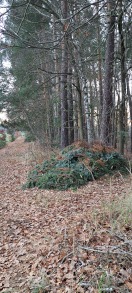 Foto: Gartenabfälle 