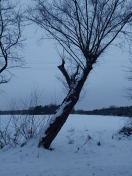 Foto: Astbruch und kippender Baum 
