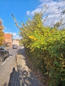 Foto: Überhängendes Gestrüpp (Ulitzkastraße) 