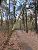 Foto: Baum droht zu fallen 