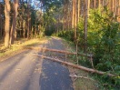 Foto: Bäume auf dem Skaterweg 