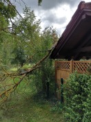 Foto: Trockene Bäume 