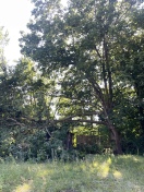 Foto: Große Äste abgebrochen  