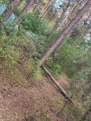 Foto: umgefallener Baum 