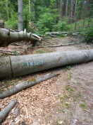 Foto: Umgestürzte Bäume am Radweg Waldhof Richtung Fürstenberg  