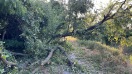 Foto: Umgekippter Baum  