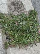 Foto: Gulli verstopft ?!  
