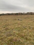 Foto: Umgestürzter Jungbaum 