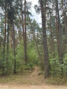 Foto: schwankender Baum 