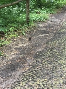 Foto: Gefährdung Fußweg nahe Park Babelsberg 