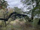 Foto: Umgestürzter Baum 
