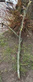 Foto: Astbruch Strassenbaum 