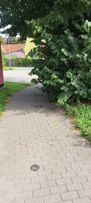 Foto: Gehweg im Bereich Ausfahrt zugewuchert 