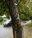 Foto: Sturmschaden Baum - Gefahr das er auf die Straße fällt  