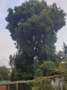 Foto: Gefährdung durch Baum in Nachbarschaft 