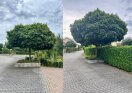 Foto: Behinderung durch Baumwuchs 