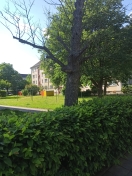 Foto: Toter Baum 