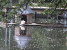 Foto: totes Wassergeflügel am kleinen Stienitzsee 
