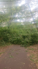 Foto: Baum versperrt Fahrradweg 