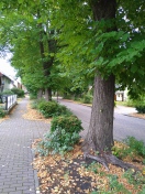 Foto: Straßenbegleitende Lindenbäume haben Wildwuchs am Stamm 