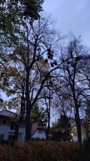 Foto: Sturmschaden wird erst jetzt sichtbar 