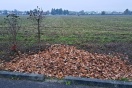 Foto: Kompostierbare Abfälle in der Regenwassermulde 