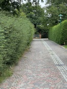 Foto: Vegetation auf Straße 