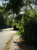 Foto: Vegetation auf Gehweg 