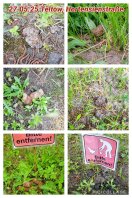 Foto: Hundekot-Ablagerungen wieder massiv zugenommen 