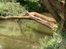 Foto: Umgestürzter Baum Nähe Radweg am Mühlgraben 