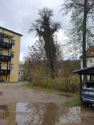 Foto: Baum an Schwärze in bedrohlicher Schieflage  