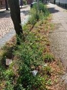Foto: Verschmutzte Straße  