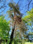 Foto: Starkast hängt nach unten 