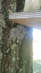 Foto: Eichenprozessionsspinner  