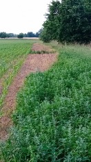 Foto: Pflanzenschutz Behandlung  