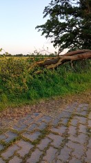 Foto: Baum  