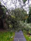Foto: Baum auf Gehweg  