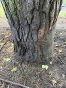 Foto: Schutz der größten Rotkiefer 