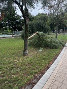 Foto: Umgekippter Baum vom Sturm am 24.07.23 