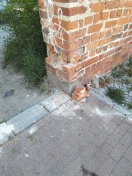 Foto: Vandalismus an der Stadtmauer 
