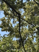 Foto: Astbruch an Linde 
