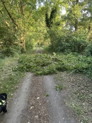 Foto: Baum(Birke) liegt auf dem Weg  