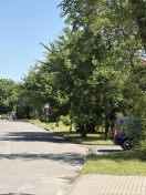 Foto: Baumschnitt  